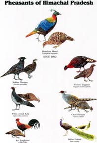 Pheasants of Himachal Pradesh