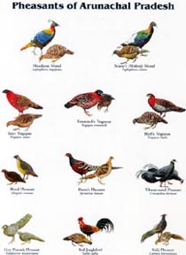 Pheasants of Arunachal Pradesh