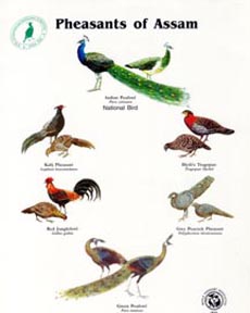Pheasants of Assam