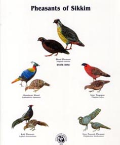 Pheasants of Sikkim