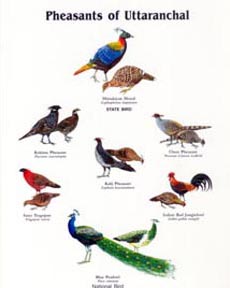 Pheasants of Uttarakhand