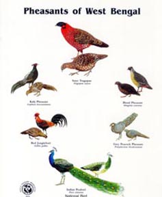 Pheasants of West Bengal