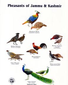 Pheasants of J&K